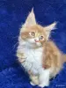 Мейн-кун котята - Вся Беларусь - 260261 - Доска объявлений Kupika.by - Фото 10