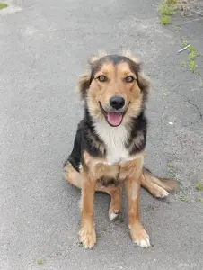 Собака