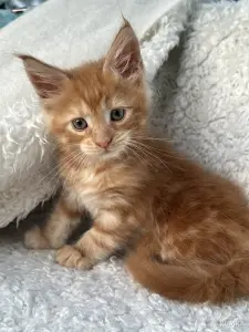 Мейн-кун котята
