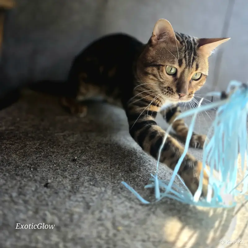 Вязка бенгальского кота - Вся Беларусь - 259362 - Доска объявлений Kupika.by - Фото 8