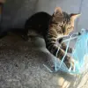 Вязка бенгальского кота - Вся Беларусь - 259362 - Доска объявлений Kupika.by - Фото 8