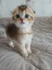 Кошки - Котёнок золотая шиншилла - Вся Беларусь - Фото 5 Котёнок золотая шиншилла - Вся Беларусь - 258469 - Доска объявлений Kupika.by - Фото 5