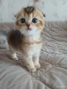 Котёнок  золотая шиншилла