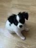 Собаки - Чихуахуа щенок длинношерстный - Вся Беларусь - Фото 3 Чихуахуа щенок длинношерстный - Вся Беларусь - 262014 - Доска объявлений Kupika.by - Фото 3