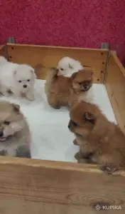 Щенки померанский шпиц