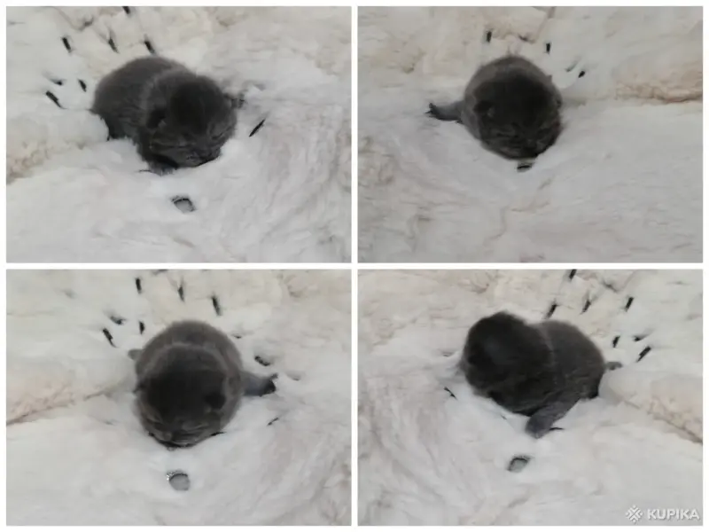 Котята шотландские вислоухие - Вся Беларусь - 263633 - Доска объявлений Kupika.by - Фото 5