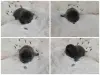 Котята шотландские вислоухие - Вся Беларусь - 263633 - Доска объявлений Kupika.by - Фото 5
