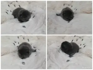 Котята шотландские вислоухие