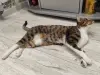 Найдена кошка в Фаниполе, чипированная - Вся Беларусь - 263571 - Доска объявлений Kupika.by - Фото 5