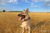 Замечательная собака Альма в дар - Вся Беларусь - 262984 - Доска объявлений Kupika.by - Фото 8