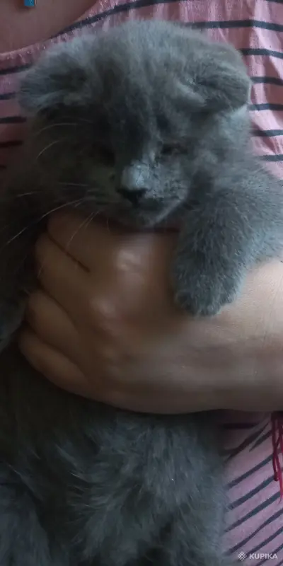 Шотландская вислоухая кошечка
