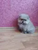 Собаки - Мальчик померанский шпиц - Вся Беларусь - Фото 4 Мальчик померанский шпиц - Вся Беларусь - 262509 - Доска объявлений Kupika.by - Фото 4