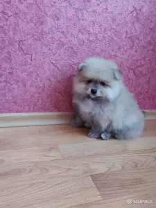 Мальчик померанский шпиц