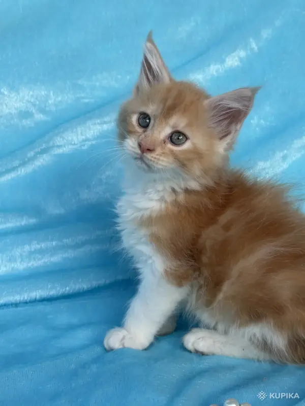 Кошки - Мейн-кун котята - Вся Беларусь - Фото 9 Мейн-кун котята - Вся Беларусь - 262554 - Доска объявлений Kupika.by - Фото 9