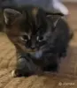 Котята-мейнкун - Вся Беларусь - 261034 - Доска объявлений Kupika.by - Фото 4