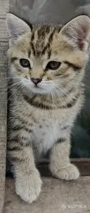 Кошкины детки