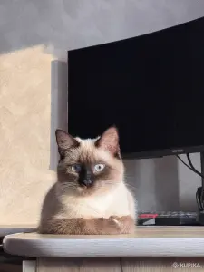 Кошечка в добрые руки