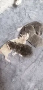 Котята шотландские