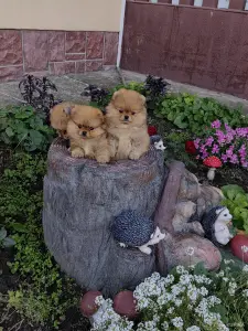 Померанский шпиц