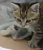 Кошки - Счастье в дом. котенок - Вся Беларусь - Фото 4 Счастье в дом. котенок - Вся Беларусь - 261304 - Доска объявлений Kupika.by - Фото 4