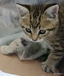 Кошкины детки