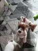 Щенки Джек-рассел-терьера - Вся Беларусь - 261620 - Доска объявлений Kupika.by - Фото 8