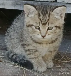 Кошкины детки