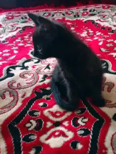 котёнок