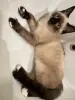 Кошки - Кошечка в добрые руки - Вся Беларусь - Фото 2 Кошечка в добрые руки - Вся Беларусь - 262600 - Доска объявлений Kupika.by - Фото 2