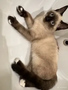 Кошечка в добрые руки