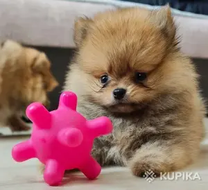 Шпиц мини девочка. Цена в рублях.