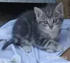 Кошкины детки - Городея - 261303 - Доска объявлений Kupika.by - Фото 5