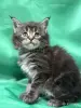 Кошки - Мейн-куны котята - Вся Беларусь Мейн-куны котята - Вся Беларусь - 262506 - Доска объявлений Kupika.by
