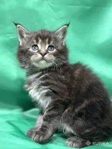 Мейн-куны котята