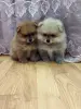 Собаки - Щенки померанского шпица. - Вся Беларусь - Фото 2 Щенки померанского шпица. - Вся Беларусь - 262499 - Доска объявлений Kupika.by - Фото 2
