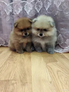 Щенки померанского шпица.