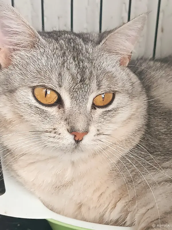 Кошки - Коха - британская кошка в дар - Вся Беларусь - Фото 2 Коха - британская кошка в дар - Вся Беларусь - 262230 - Доска объявлений Kupika.by - Фото 2