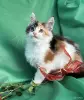 Кошки - Мейн-кун котята - Вся Беларусь - Фото 10 Мейн-кун котята - Вся Беларусь - 261741 - Доска объявлений Kupika.by - Фото 10