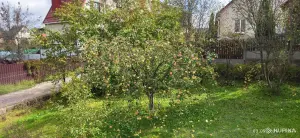 Яблоки летние-осенние сорта, дачные