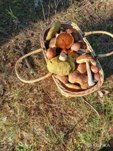 Грибы белые, подосиновики свежие.