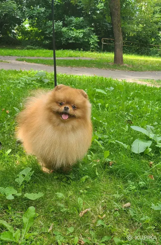 Шпиц шикарный мишка.