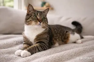 Замечательная кошечка Лучик в дар
