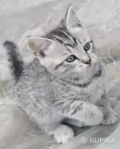 Кошкины детки