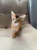 Кошки - Абиссинские котята от титулованных родителей - Вся Беларусь - Фото 2 Абиссинские котята от титулованных родителей - Вся Беларусь - 261154 - Доска объявлений Kupika.by - Фото 2