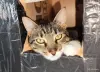 Найдена кошка в Фаниполе, чипированная - Вся Беларусь - 263568 - Доска объявлений Kupika.by - Фото 7