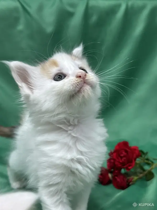Кошки - Мейн-куны котята - Вся Беларусь - Фото 8 Мейн-куны котята - Вся Беларусь - 262506 - Доска объявлений Kupika.by - Фото 8