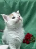Кошки - Мейн-куны котята - Вся Беларусь - Фото 8 Мейн-куны котята - Вся Беларусь - 262506 - Доска объявлений Kupika.by - Фото 8