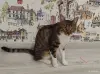 Найдена кошка в Фаниполе, чипированная - Вся Беларусь - 263568 - Доска объявлений Kupika.by - Фото 12