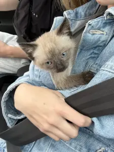 Котенок девочка