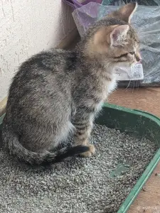 котенок